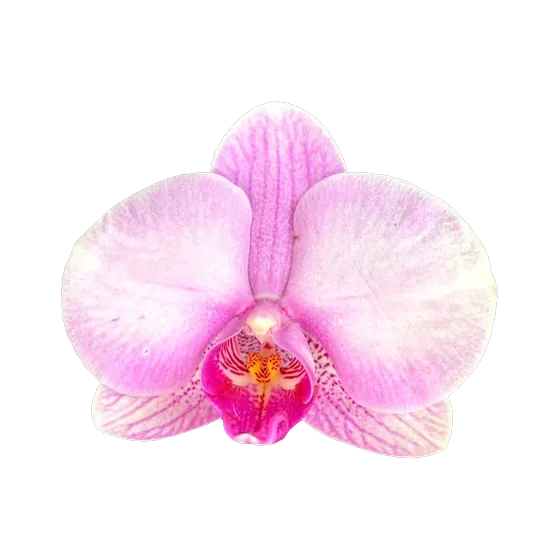 Bicolor