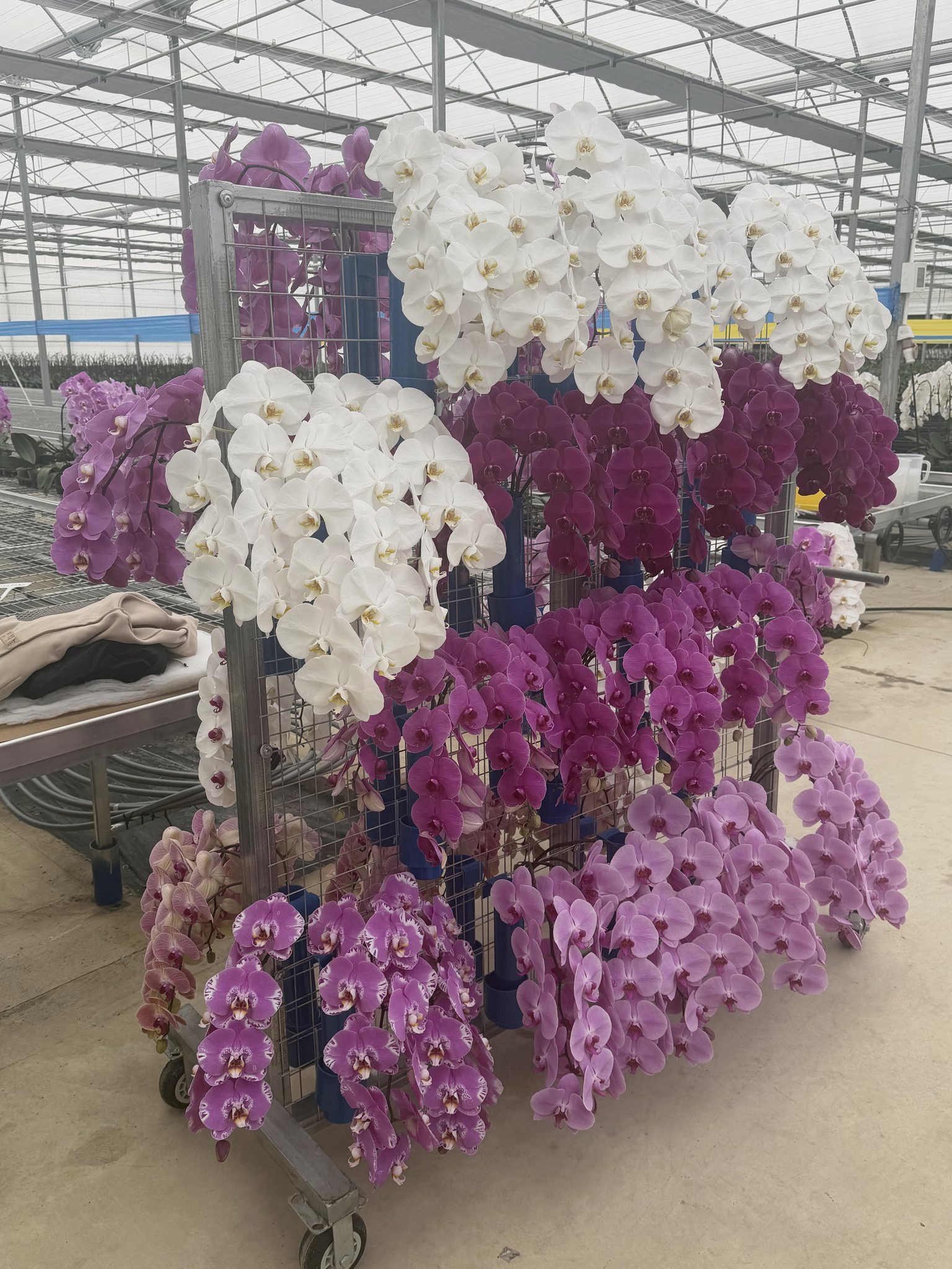 A cart of mixed orchid varieties