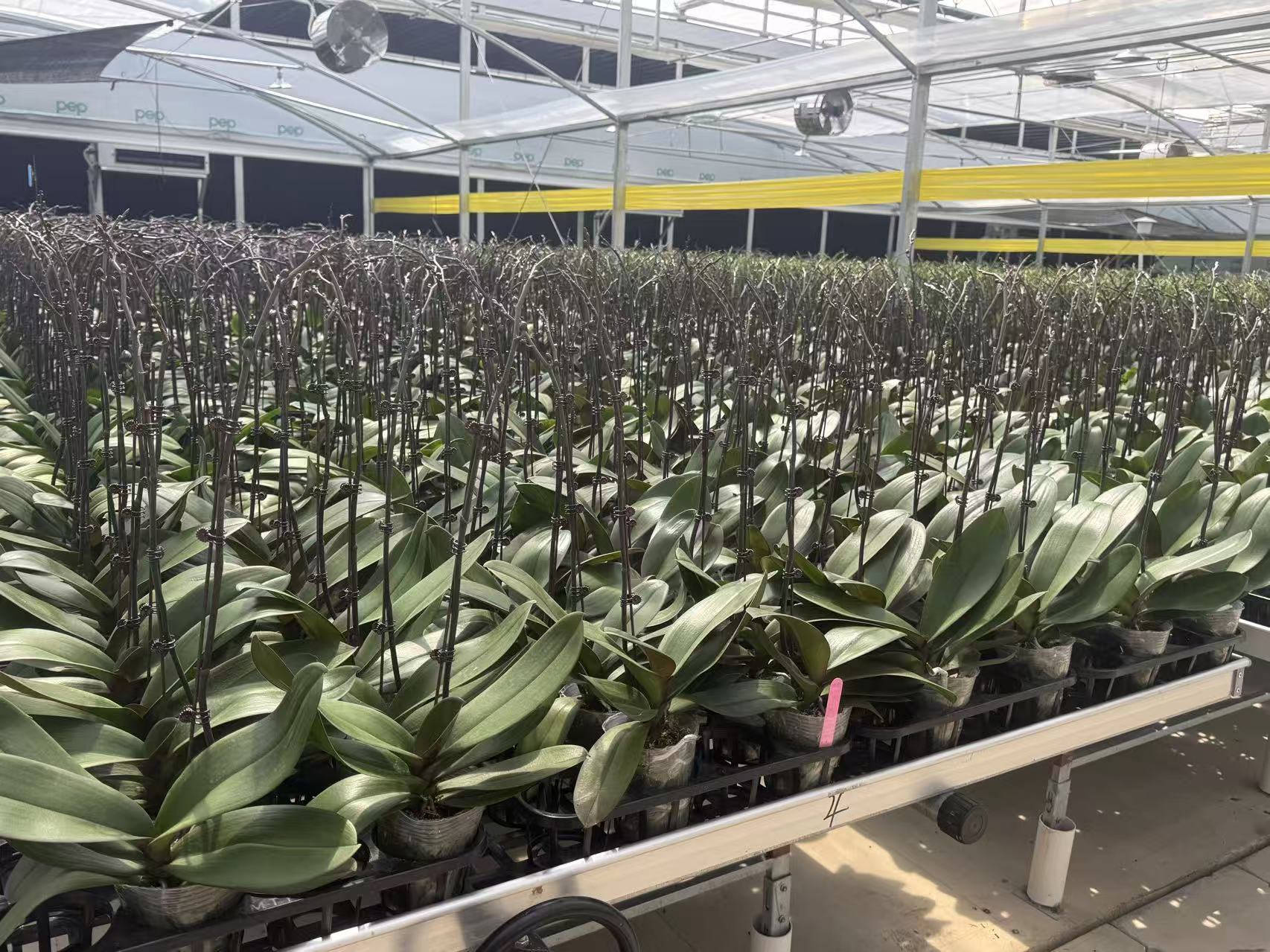Uniform spikes rising across the cold-room benches
