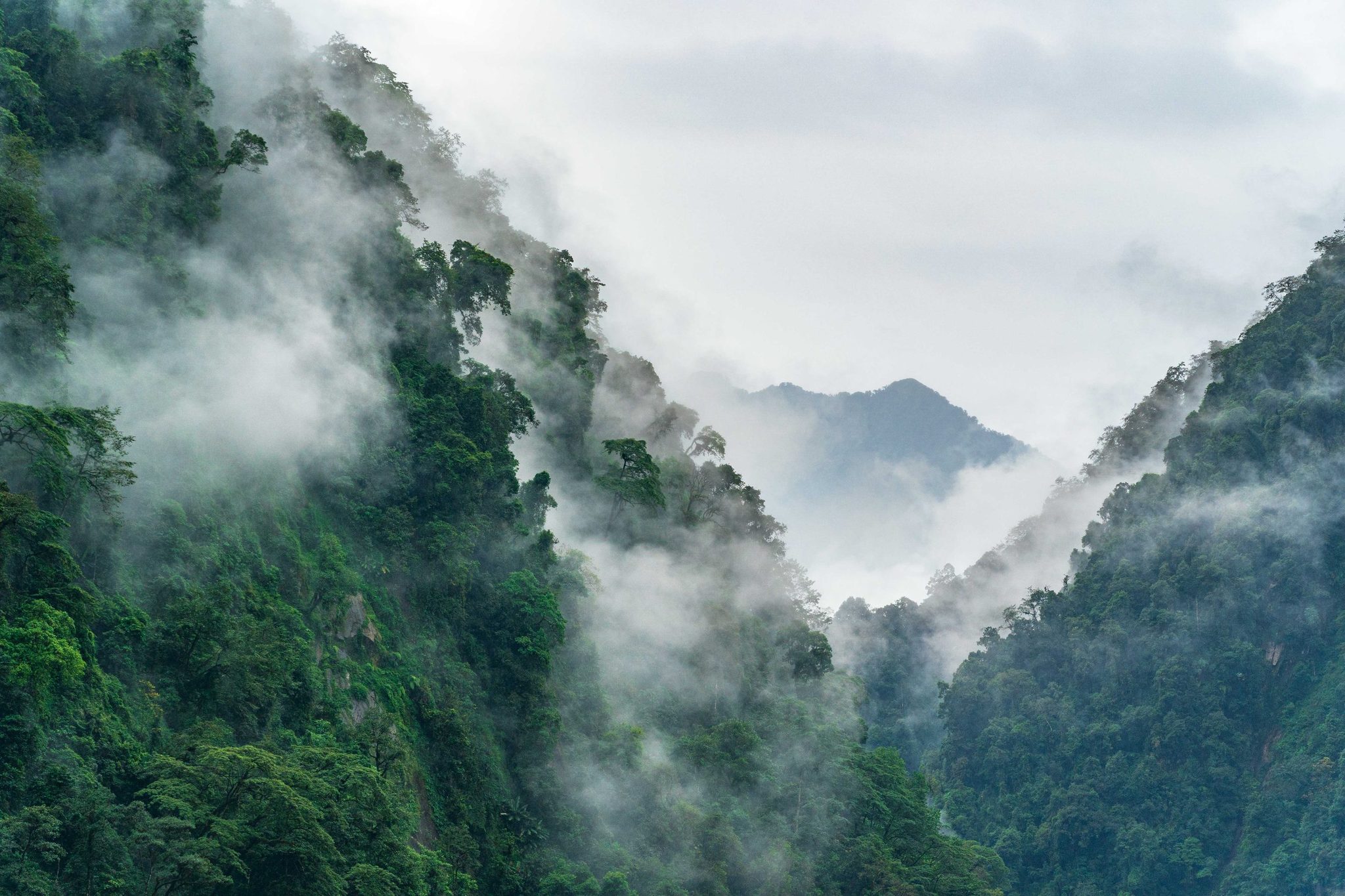 Cloud-forest canopy on the Yunnan plateau